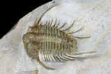 Spiny Cyphaspides Trilobite - Jorf, Morocco #179900-2